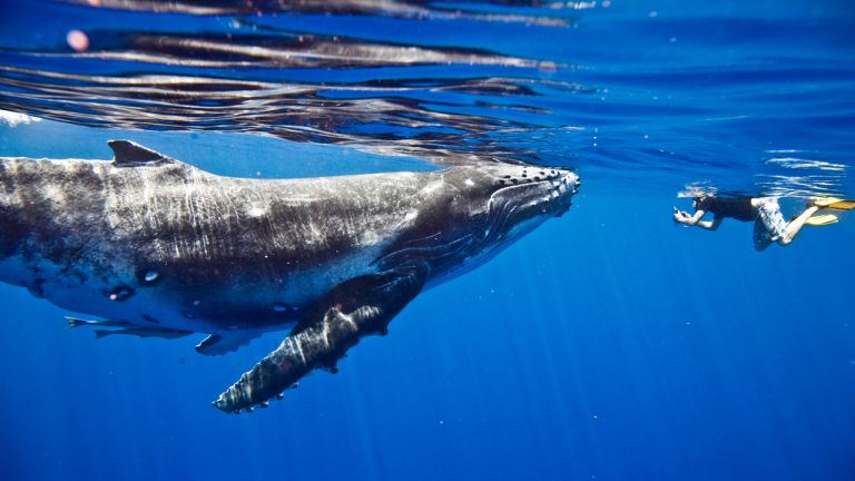Mystery Whale Returns by Moving $35 Million — Miner Transfers 1,000 'Sleeping Bitcoins' from 2010
