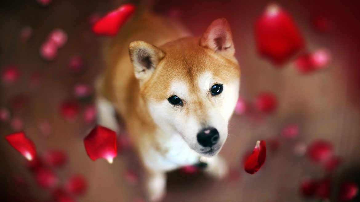 Dogecoin Rival Shiba Inu Spikes in Value While DOGE Prices Flounder, SHIB Jumps 21% in 24 Hours