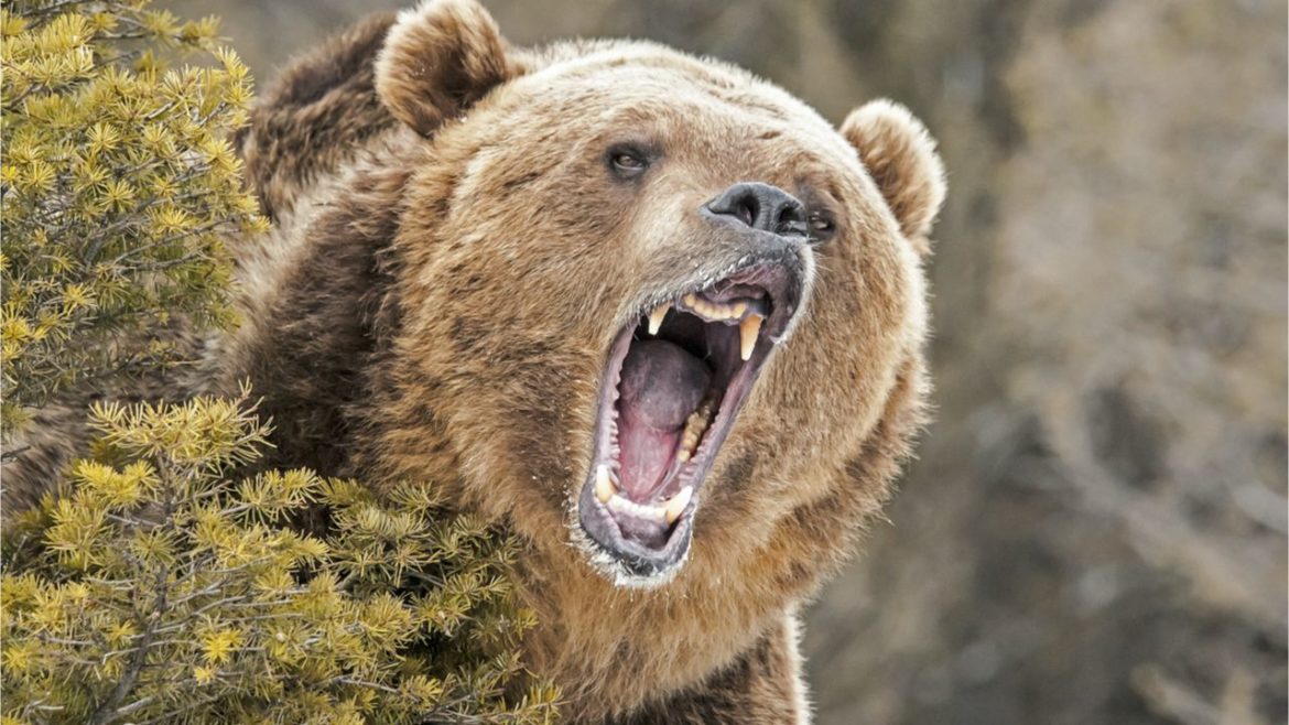 Market Analyst Says ‘Whole Crypto Sphere Is in a Bear Market’ as Prices Continue to Slide Lower
