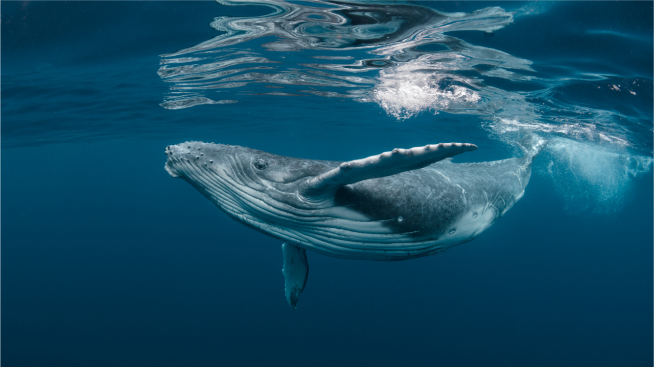Rumors Claim Large Bitcoin Wallet Is a Whale's Stash or Microstrategy's Wallet Despite Conflicting Data
